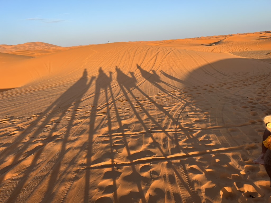 Camels shadows in the desert