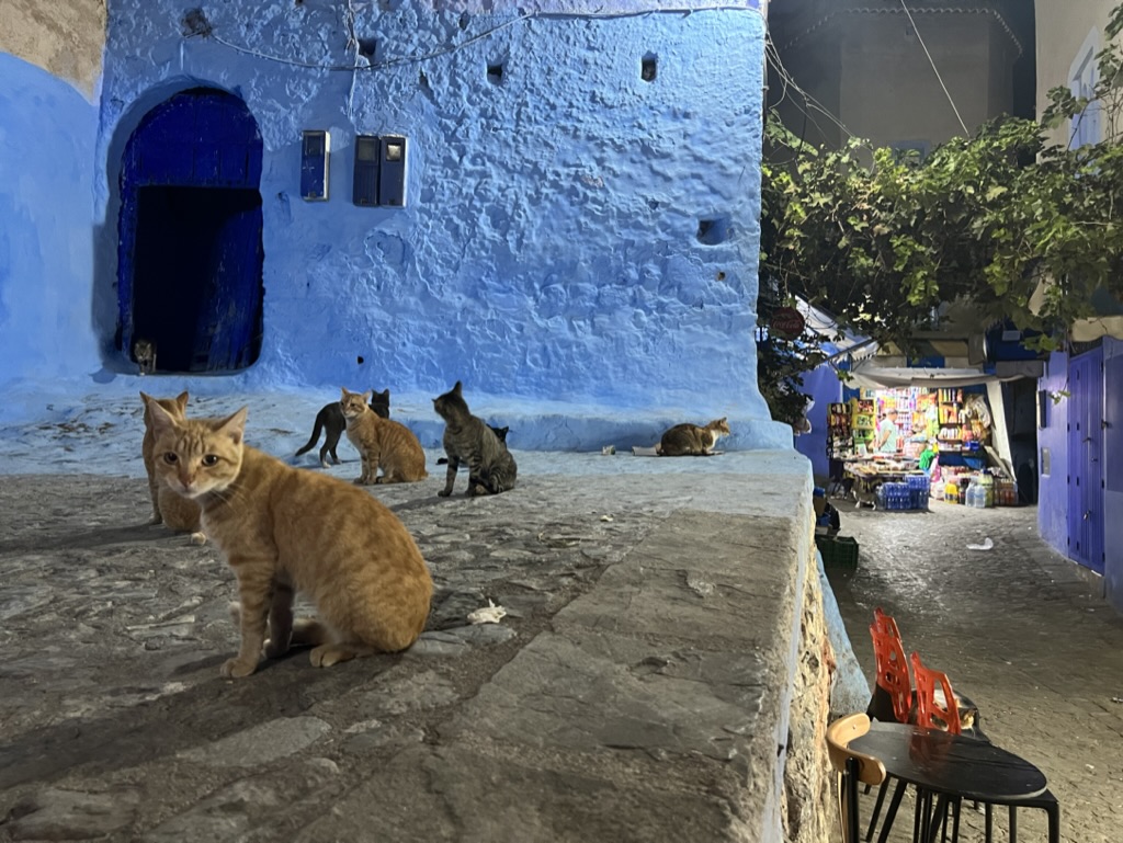 Cats of Chefchaouen